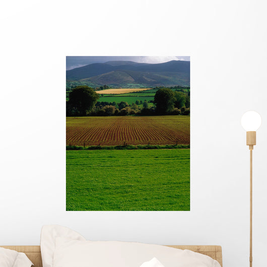 Sugar Beet Wall Mural