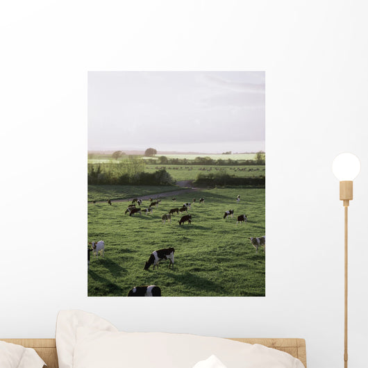Friesian Bullocks, Ireland Wall Mural