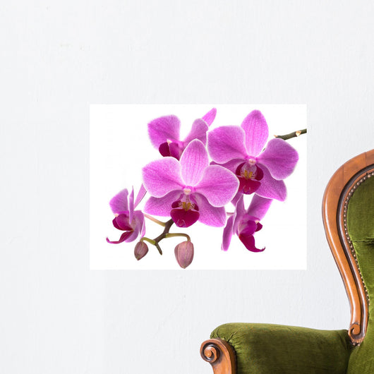 Pink Orchid Phalaenopsis White