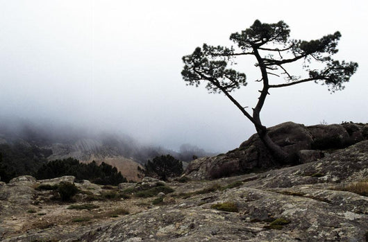 Silhouette Of Tree In Mist Wall Mural