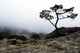 Silhouette Of Tree In Mist Wall Mural