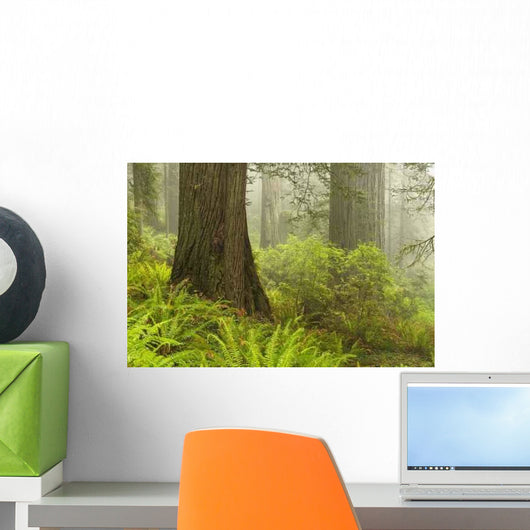 Forest along Damnation Creek Wall Decal