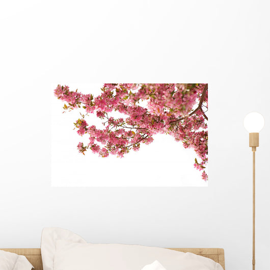 Cherry Blossom