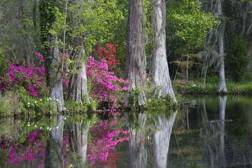 Live Oaks and Colorful Wall Mural