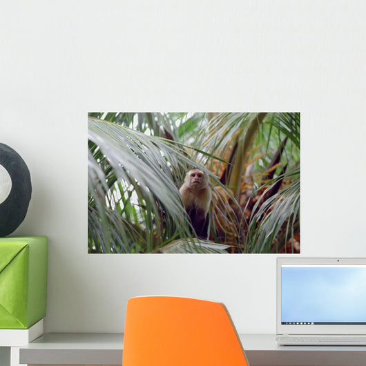 Capuchin Monkey in Costa Rica Wall Mural