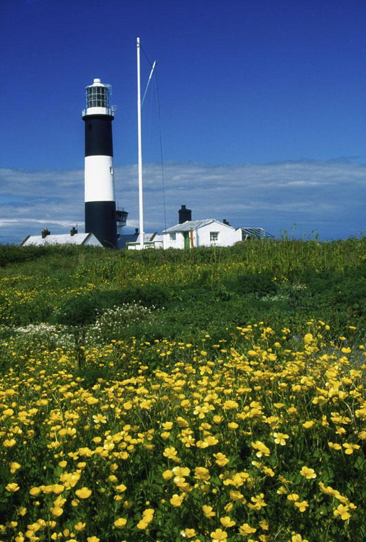 Mew Island, County Down, Ireland Wall Mural