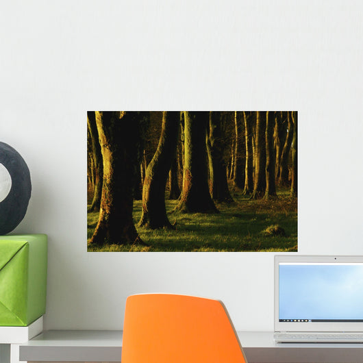 Glenville Woods, County Cork, Ireland Wall Mural