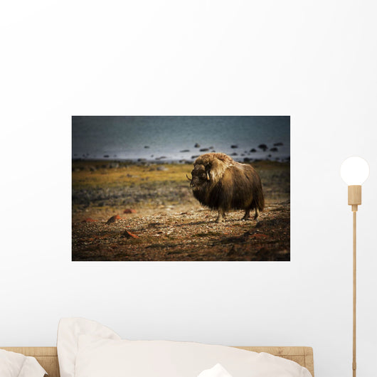 Muskox In The Northwest Territories Wall Mural