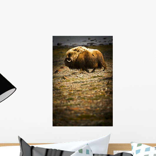 Muskox In The Northwest Territories Wall Mural