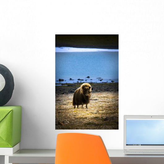Muskox In The Northwest Territories Wall Mural