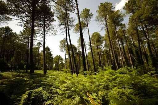 Foret Corse France Wall Mural