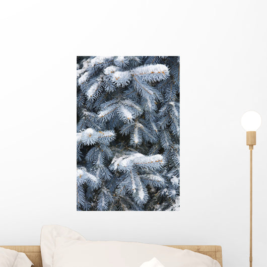 Blue Spruce Branches Covered In Snow Wall Mural
