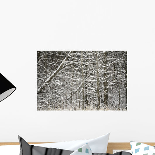 Snow Covered Branches Wall Mural