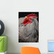 Rooster
