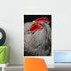 Rooster