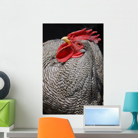 Rooster