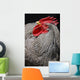 Rooster