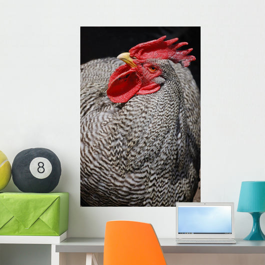 Rooster
