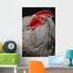 Rooster