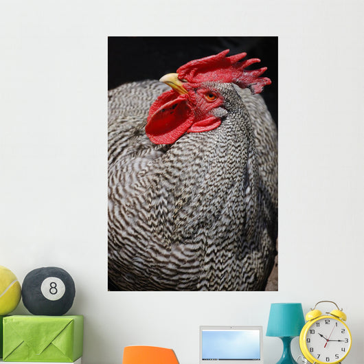 Rooster