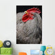Rooster