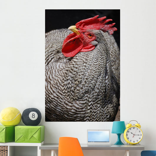 Rooster