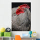 Rooster