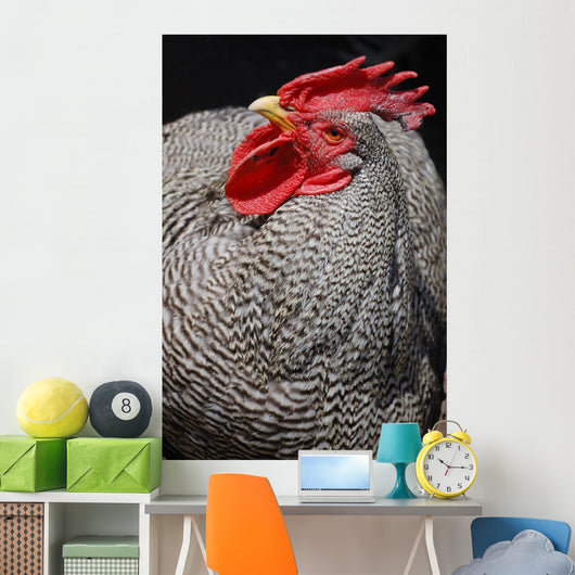 Rooster