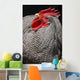 Rooster