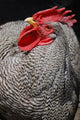 Rooster