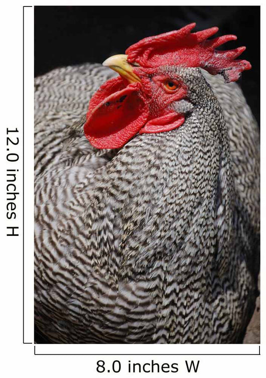 Rooster