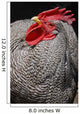 Rooster