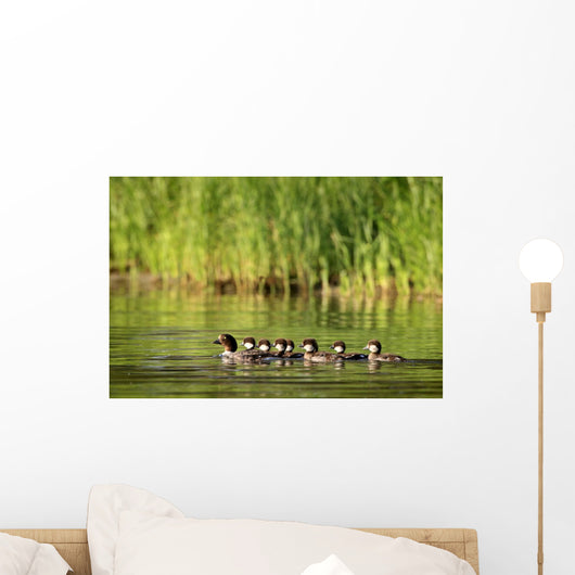 A Family Of Ducks Swimming Wall Mural