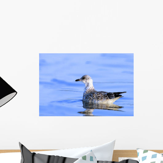 Young Gull Swimming Wall Mural