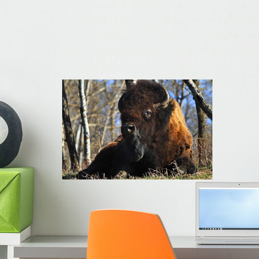 A Buffalo Resting Wall Mural