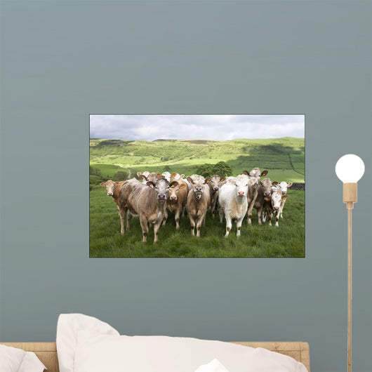 Dairy Cattle, Derbyshire, England Wall Mural