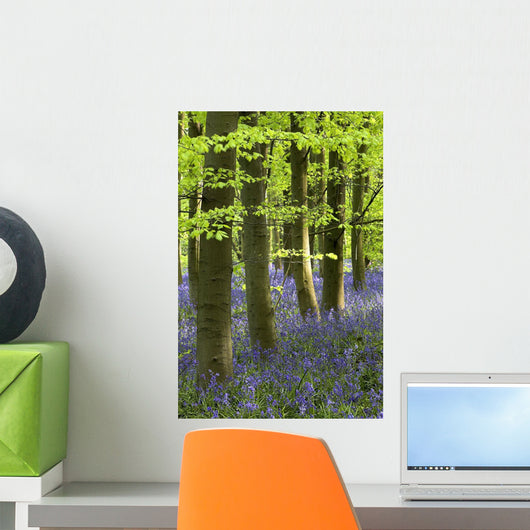Bluebells In The Woods, Nottinghamshire, England Wall Mural
