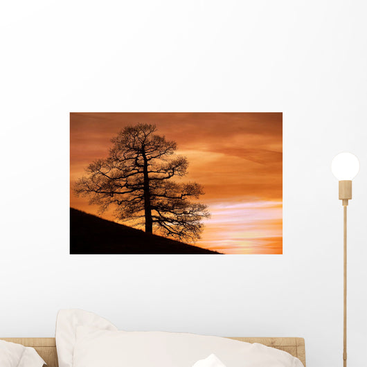 Tree Against A Sunset Sky, Nottinghamshire, England Wall Mural