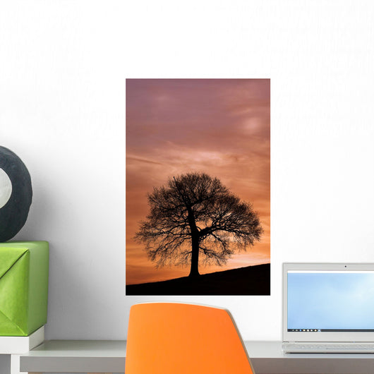 Tree Against A Sunset Sky, Nottinghamshire, England Wall Mural