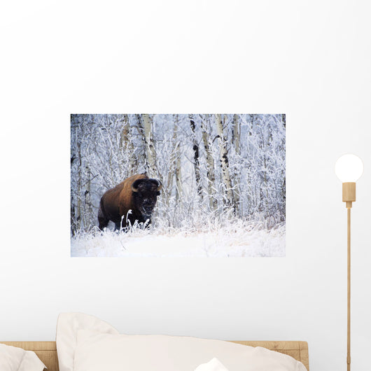 Bison In The Snow, Elk Island National Park, Alberta, Canada Wall Mural