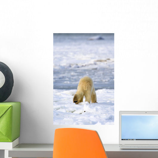 Back Of A Polar Bear Wall Mural