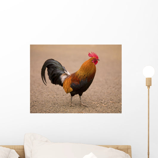 Rooster Wall Mural