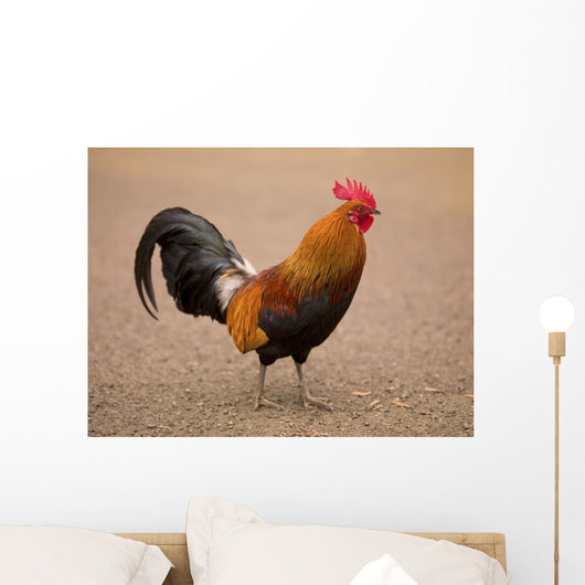 Rooster Wall Mural
