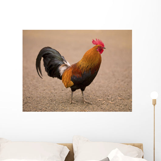 Rooster Wall Mural