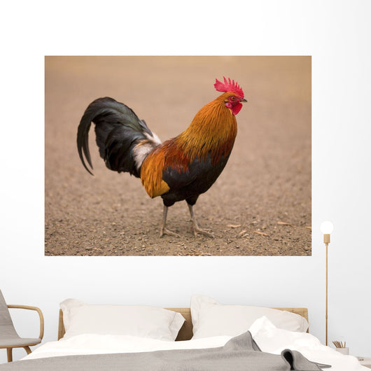 Rooster Wall Mural