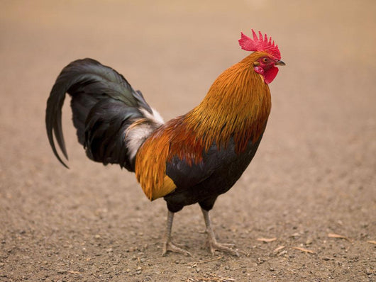 Rooster Wall Mural