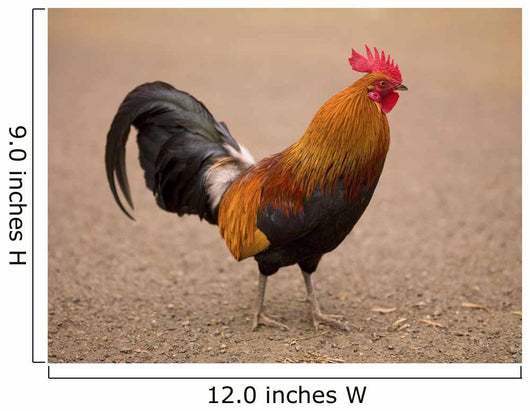 Rooster Wall Mural