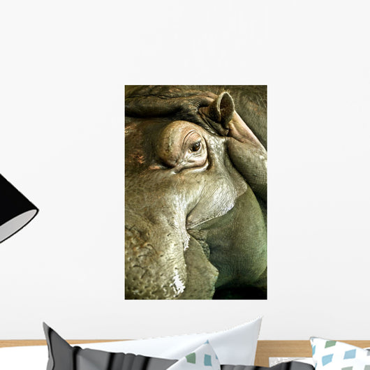 Hippo Wall Mural