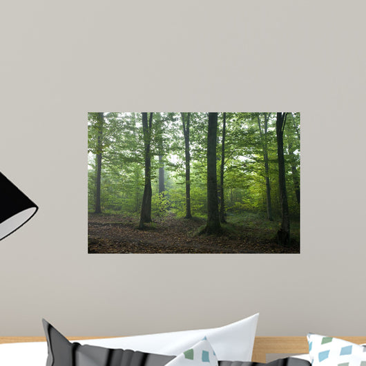 Oak and Hornbeam Trees Wall Mural