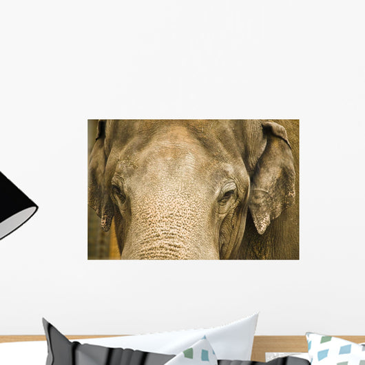 An Elephant's Face Wall Mural